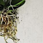 5000_Lomdon_Grey_opt-1920X1080